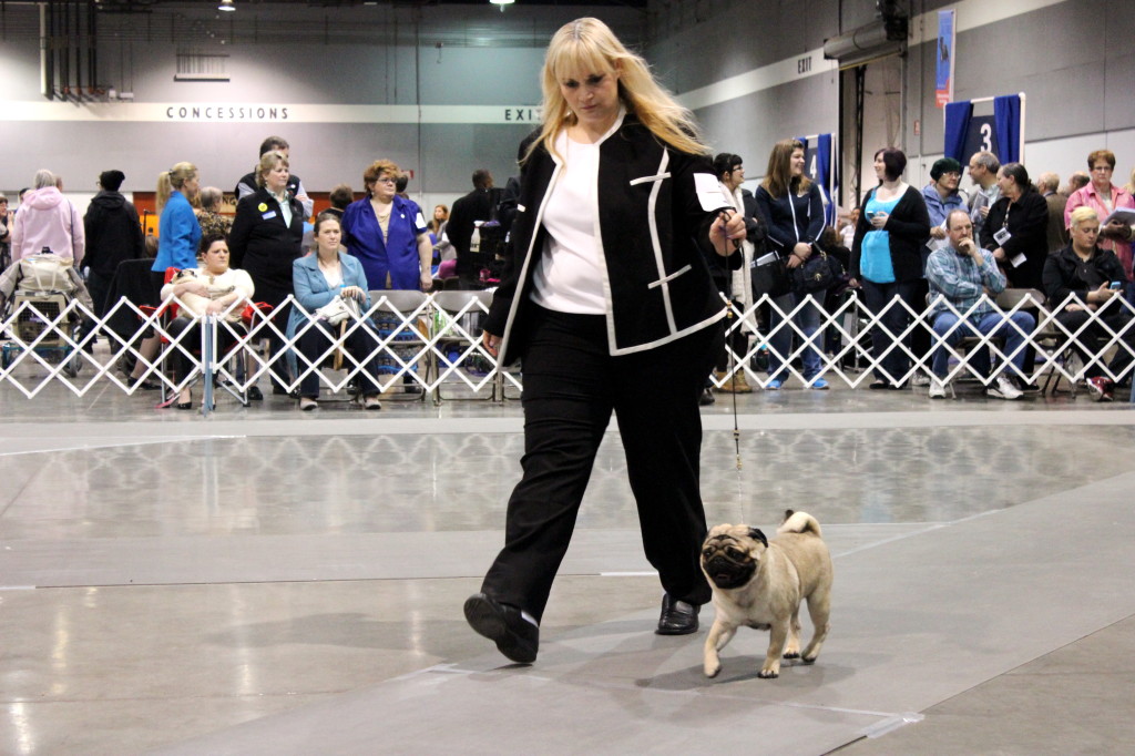 dog show pug 2