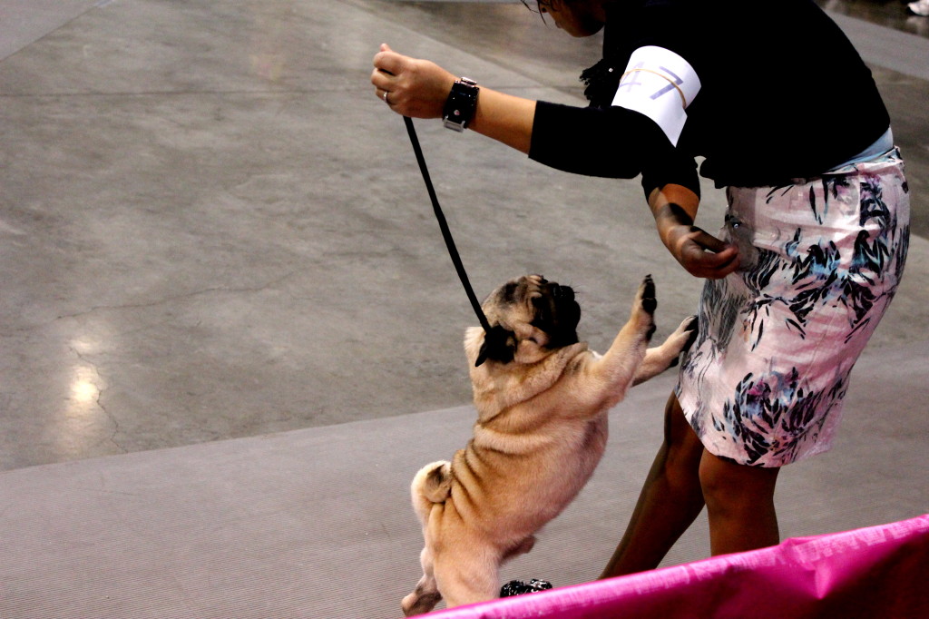 dog show pug 3