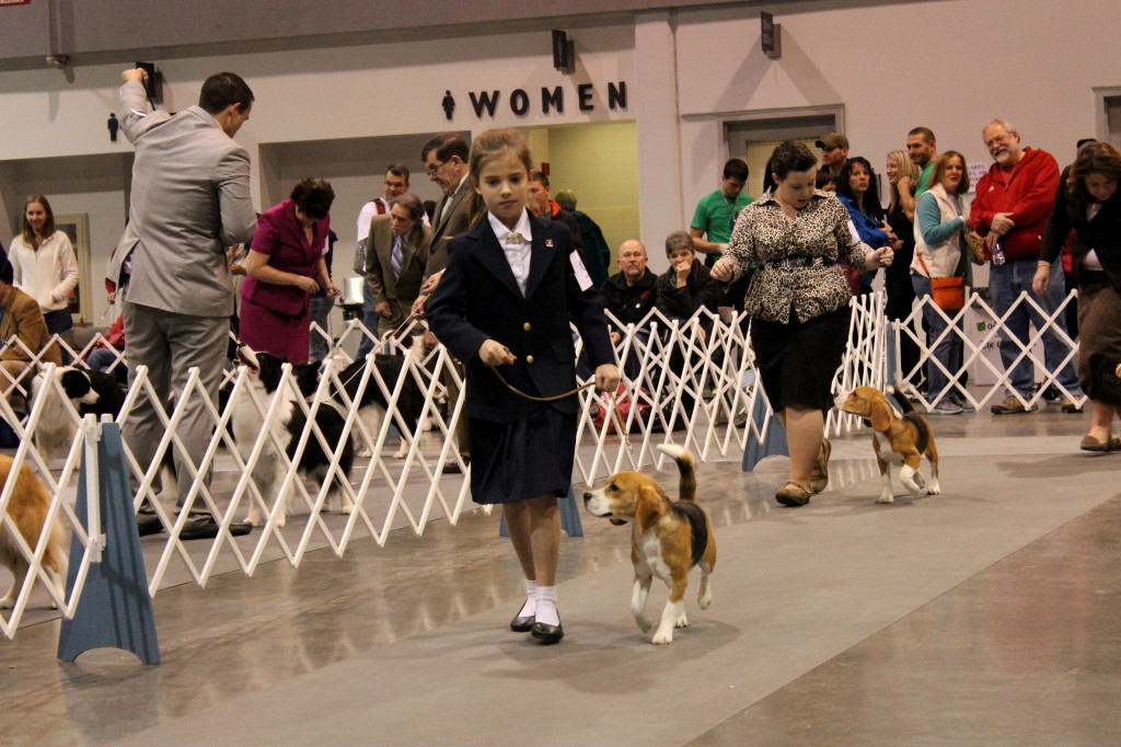 dog show beagle 2