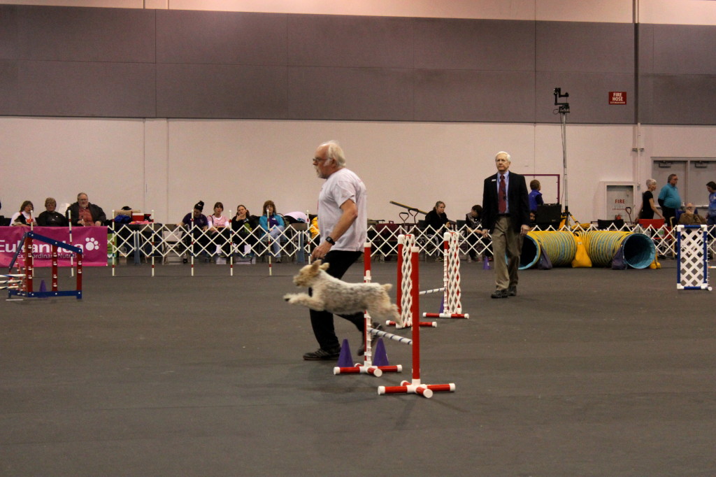 dog show agility 1