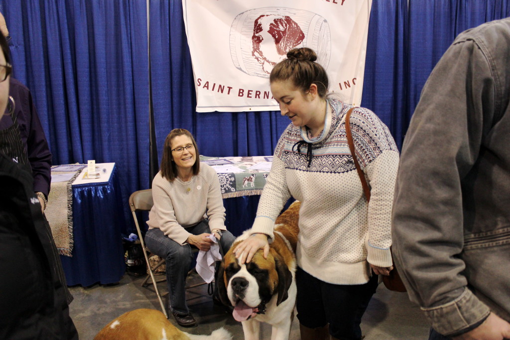 dog show st bernard