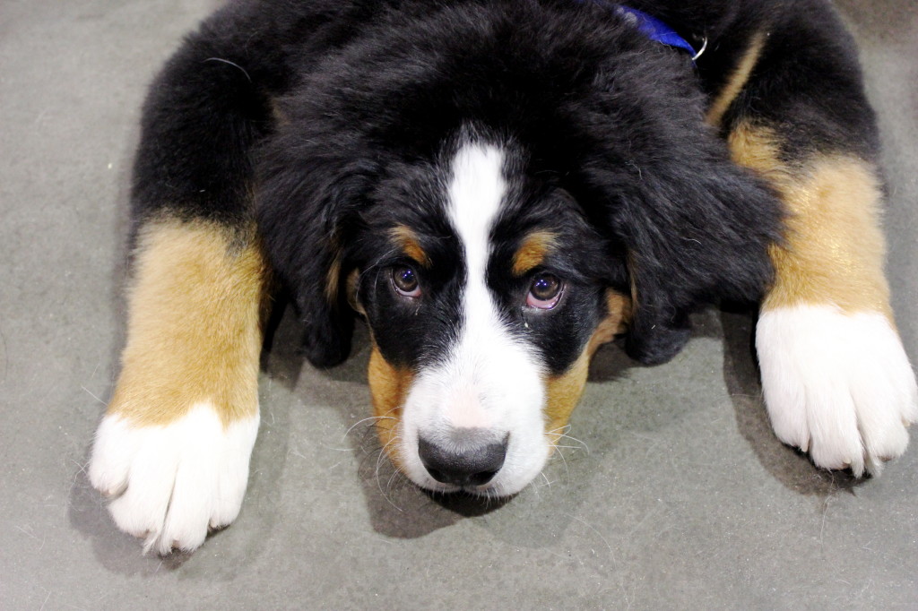 dog show puppy