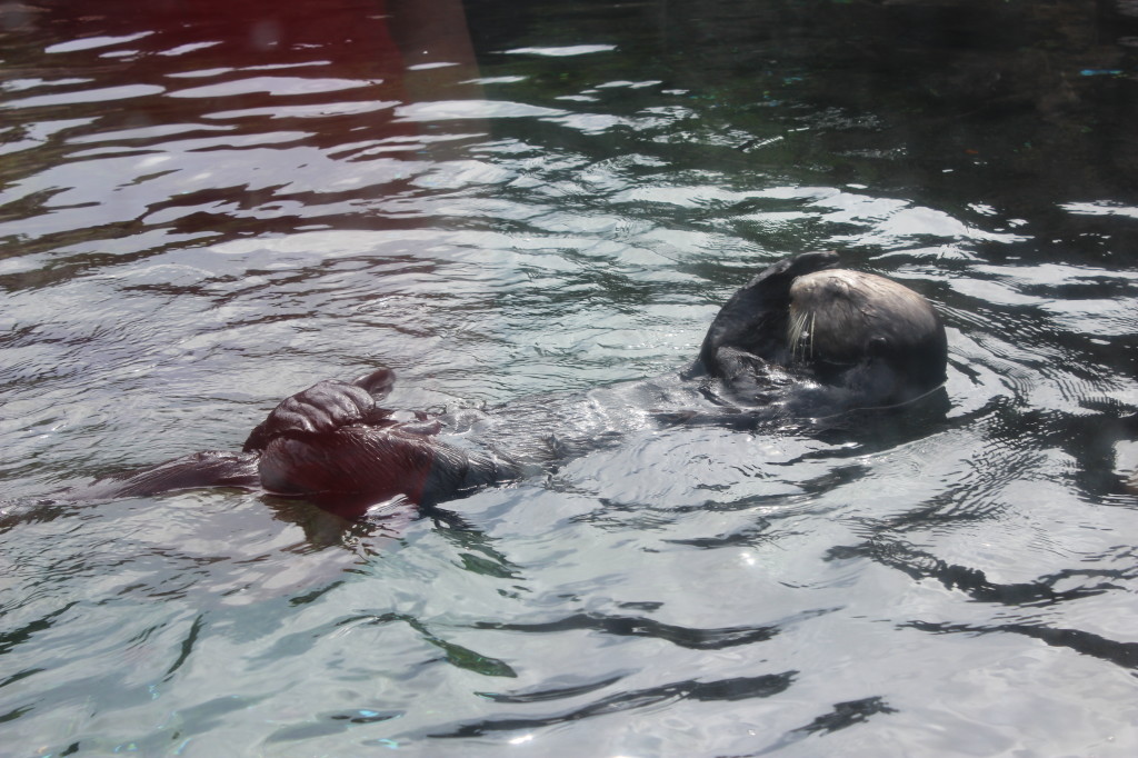 oregon coast aquarium otter