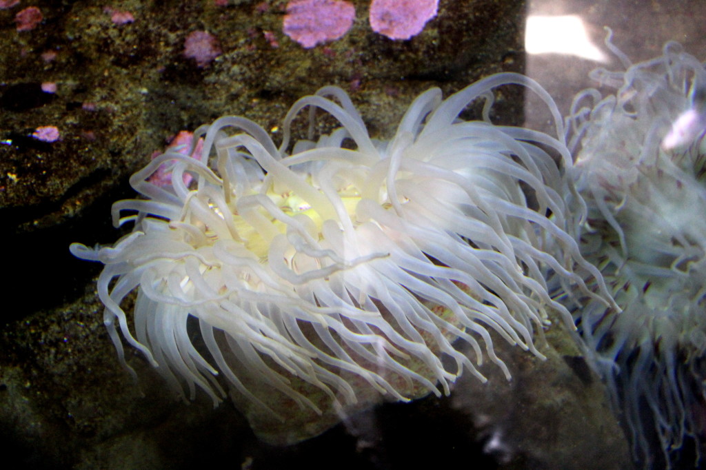 oregon coast aquarium anemone