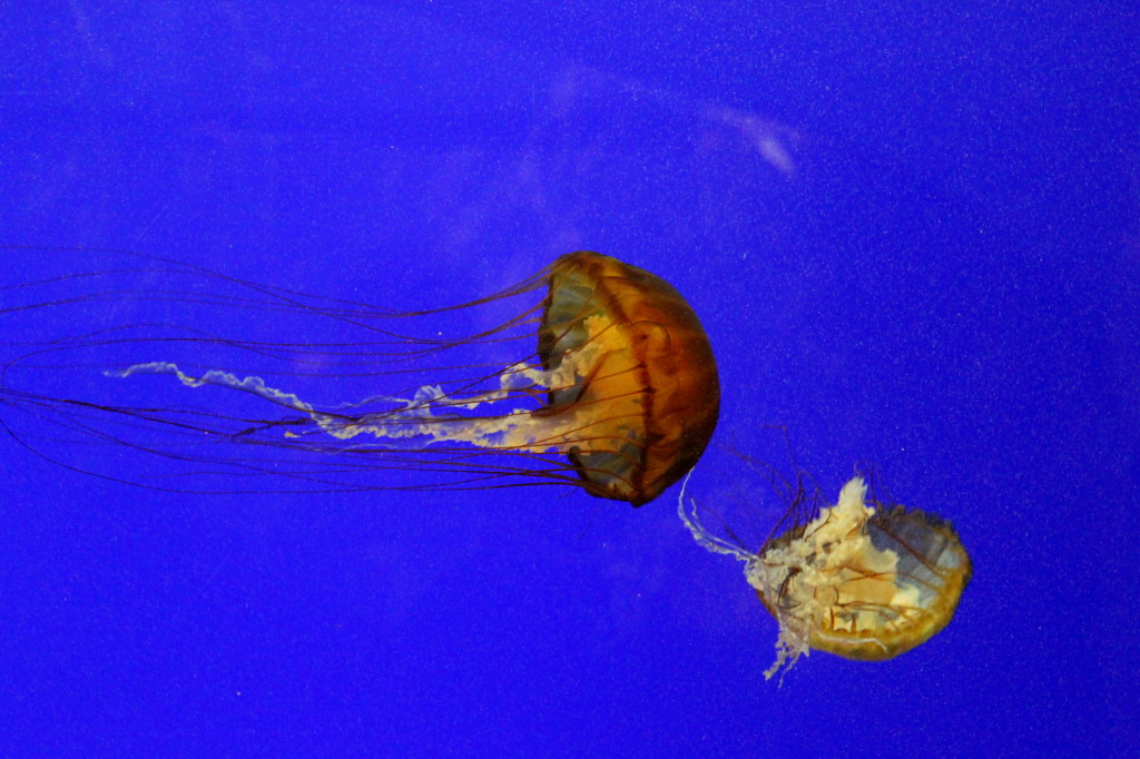 oregon coast aquarium jelly