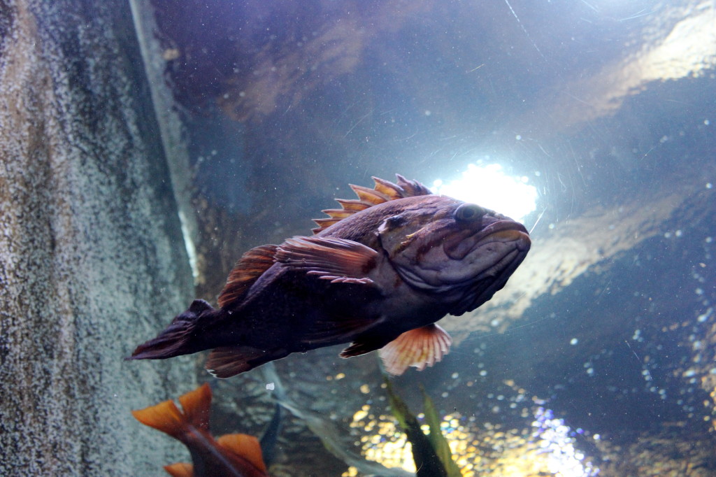 oregon coast aquarium bottom fish