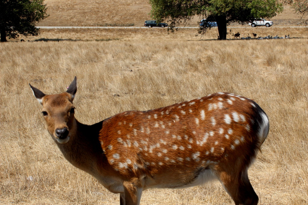 wildlife safari 3