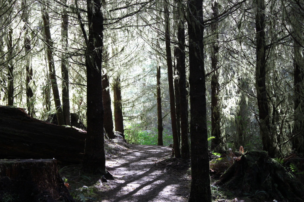 Drift Creek Falls 1