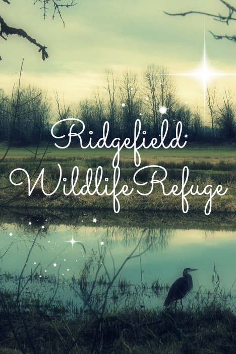 Ridgefield Wildlife Refuge- Birding from the comfort of your own car.  Just north of Portland, OR   kristidoespdx.com