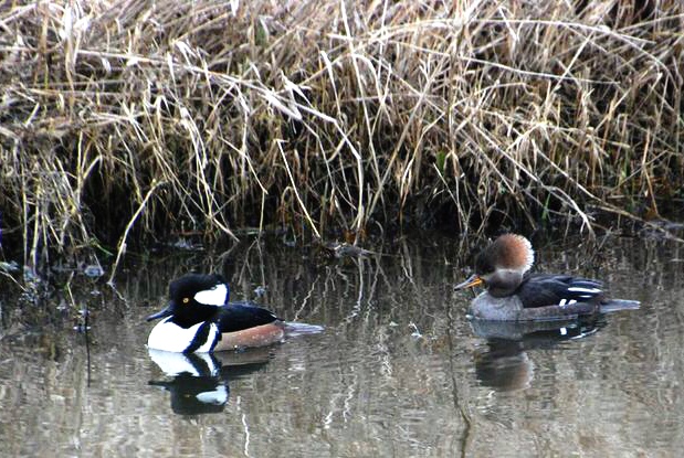 Ridgefield duck pair2