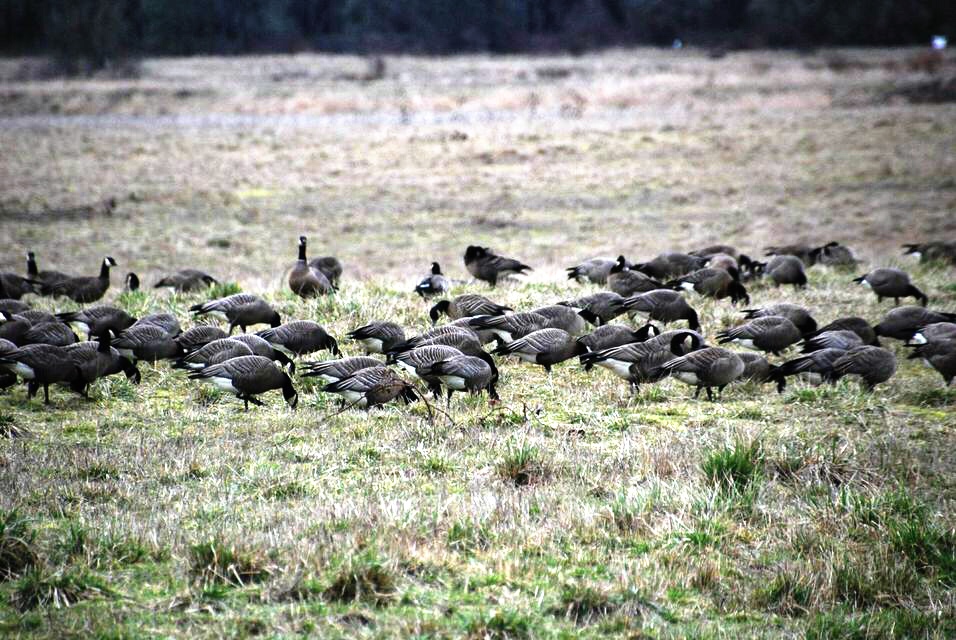 Ridgefield flock