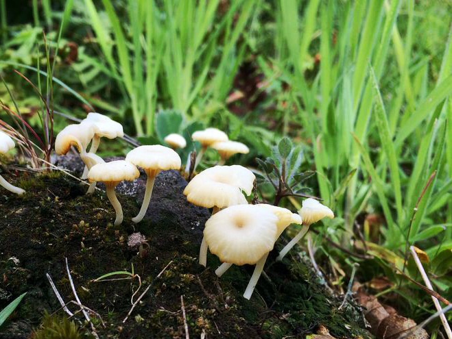 Camassia mushrooms