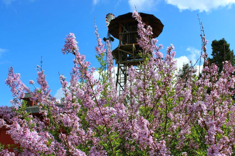 Lilac water tower