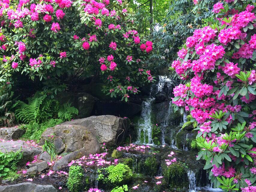 Rhododendron waterfall
