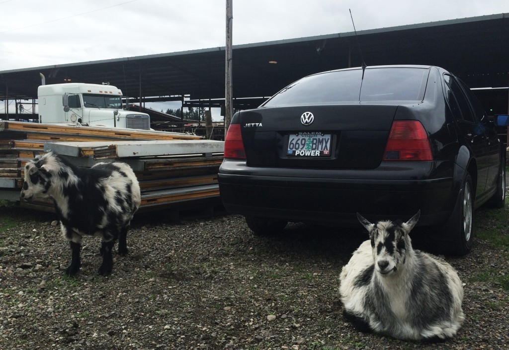 Willamette valley cheese goats