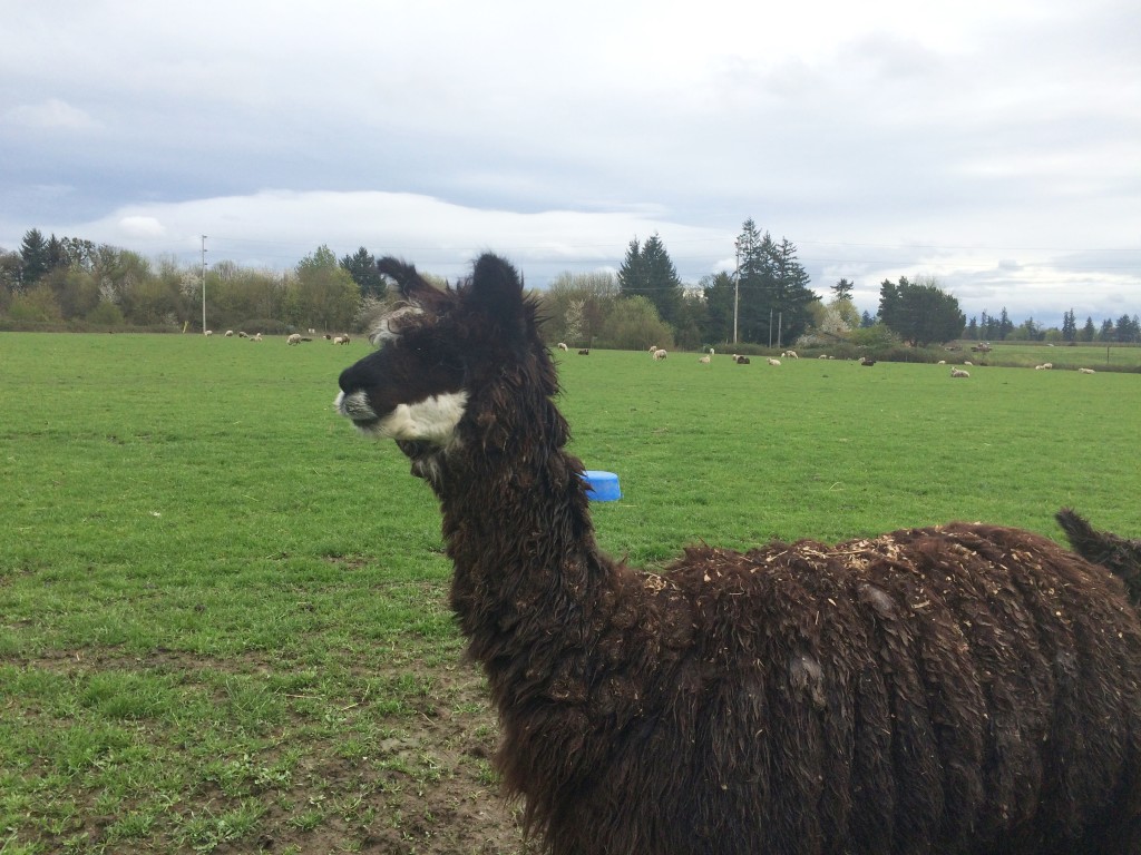 Willamette valley llama