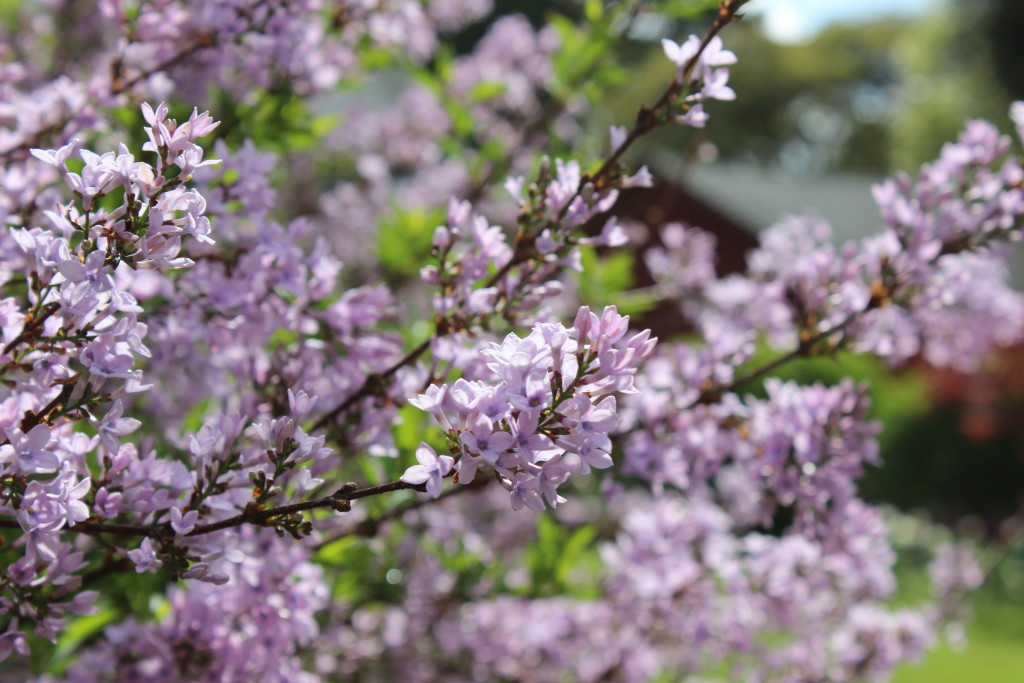 lilac purple branch