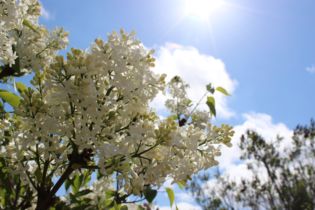 lilac sunbreak