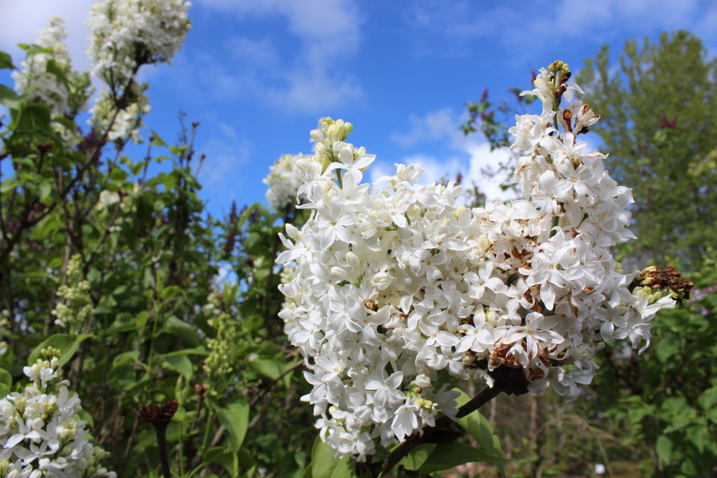 white lilacs and blue sky