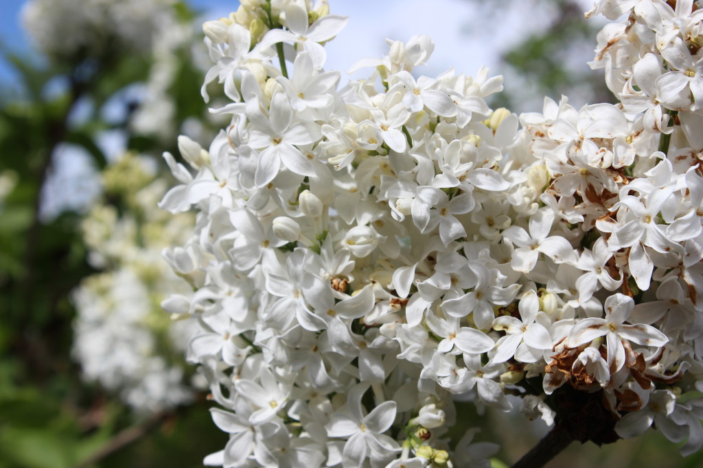 white lilacs close up