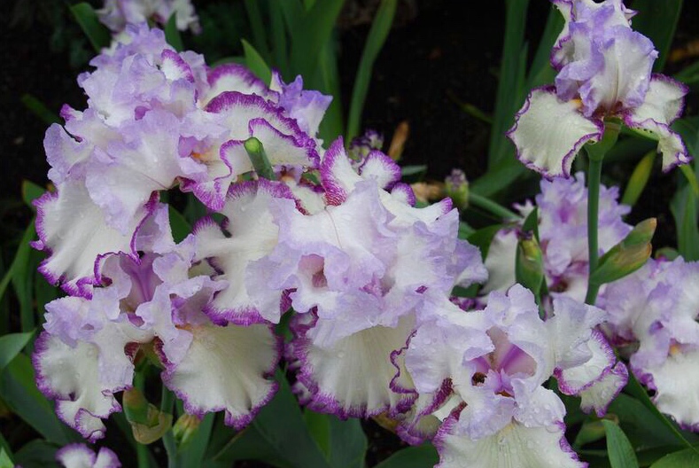 Iris garden purple white bunch