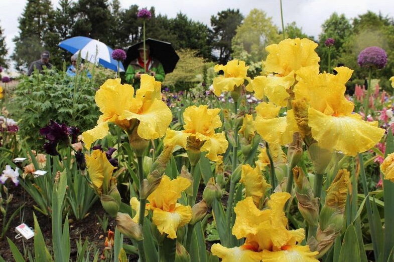 Iris garden yellow umbrellas
