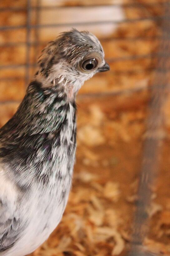 Clackamas County Fair Pigeon