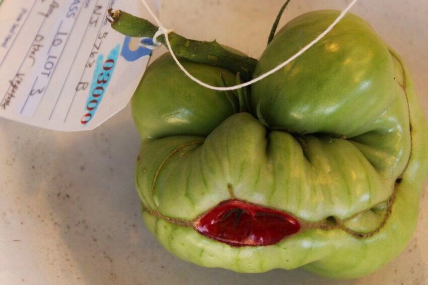 Clackamas fair frog tomato