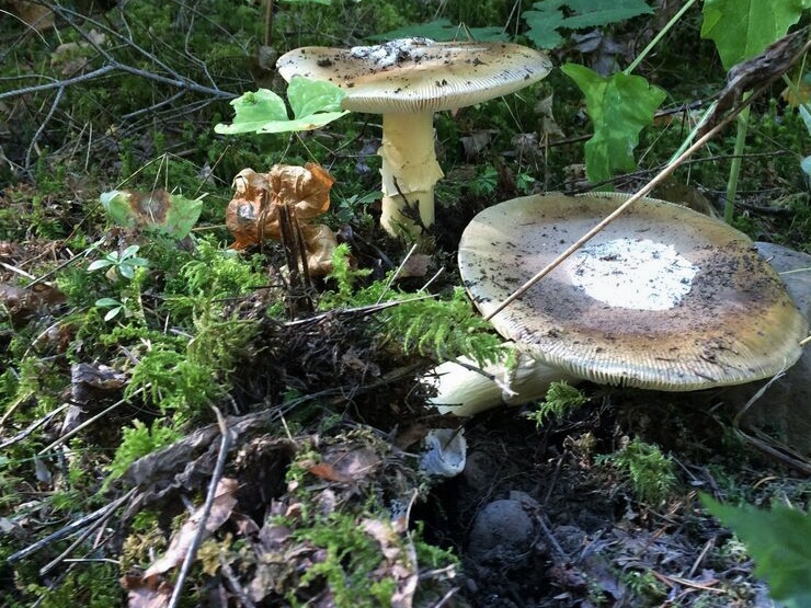 Dry Creek Falls Mushrooms