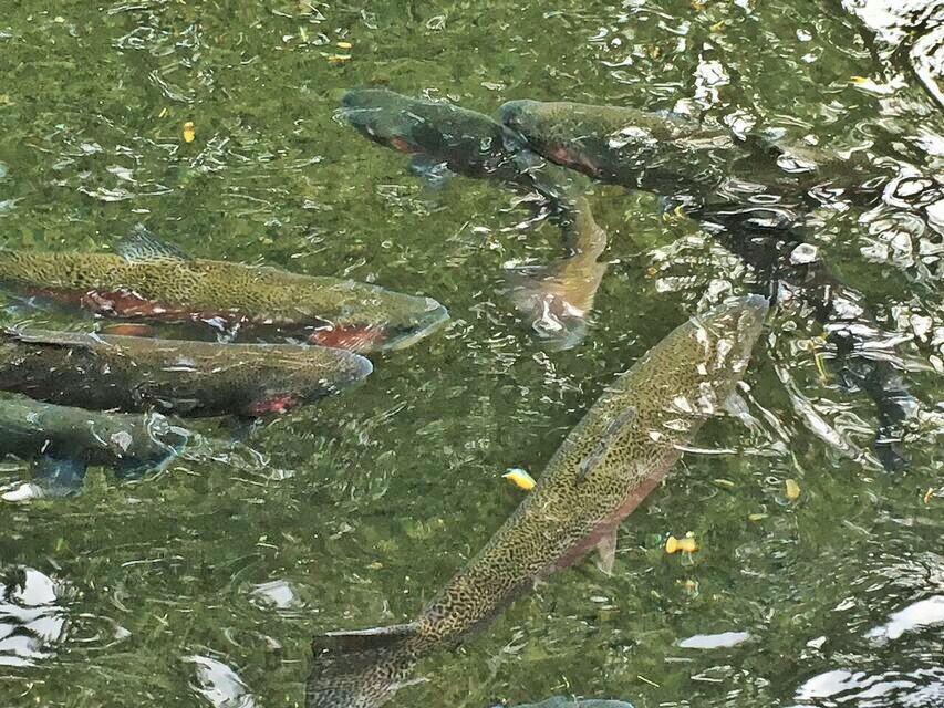 Bonneville Hatchery trout