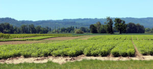 Sauvie Island Bike Ride Farm View