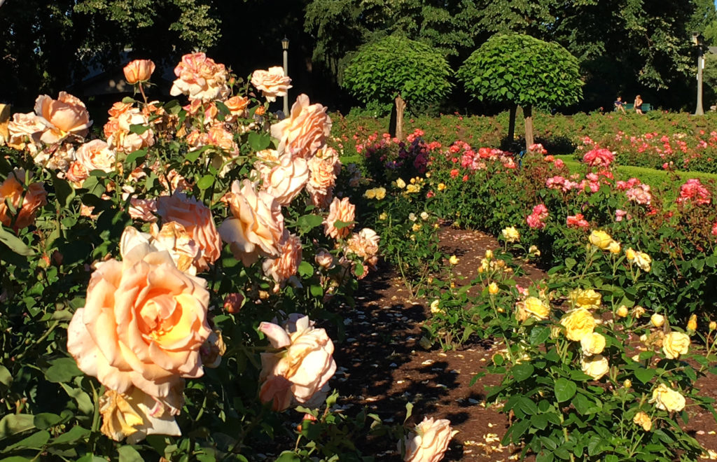 Peninsula Park Rose Garden peach rose