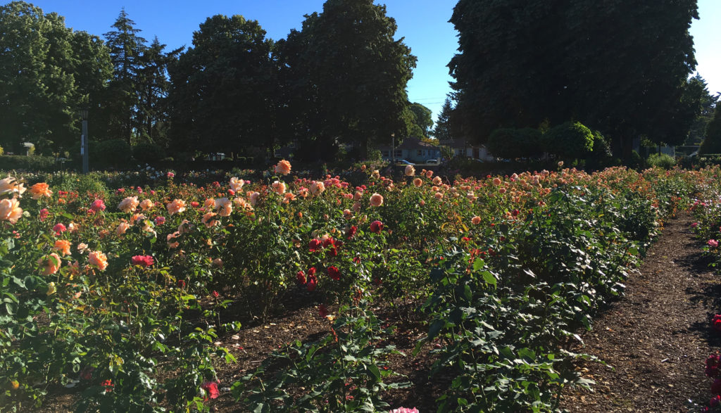 Peninsula Park Rose Garden roses