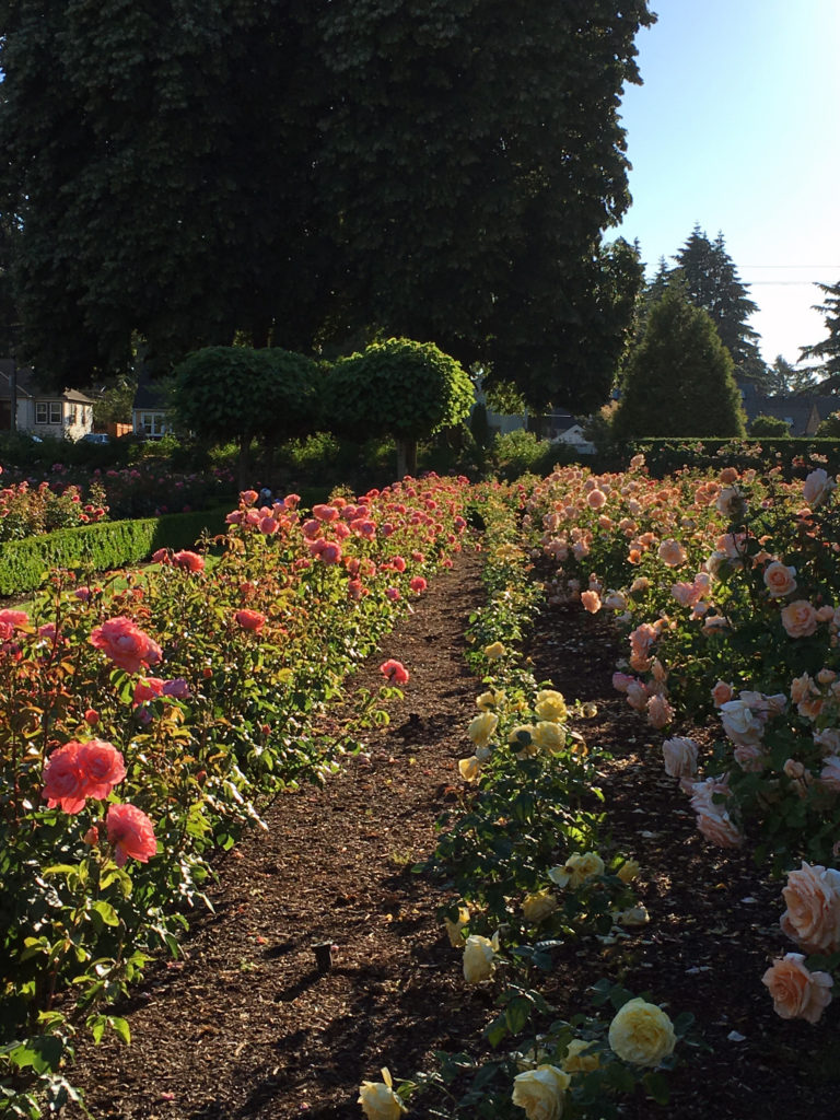Peninsula Park Rose Garden row