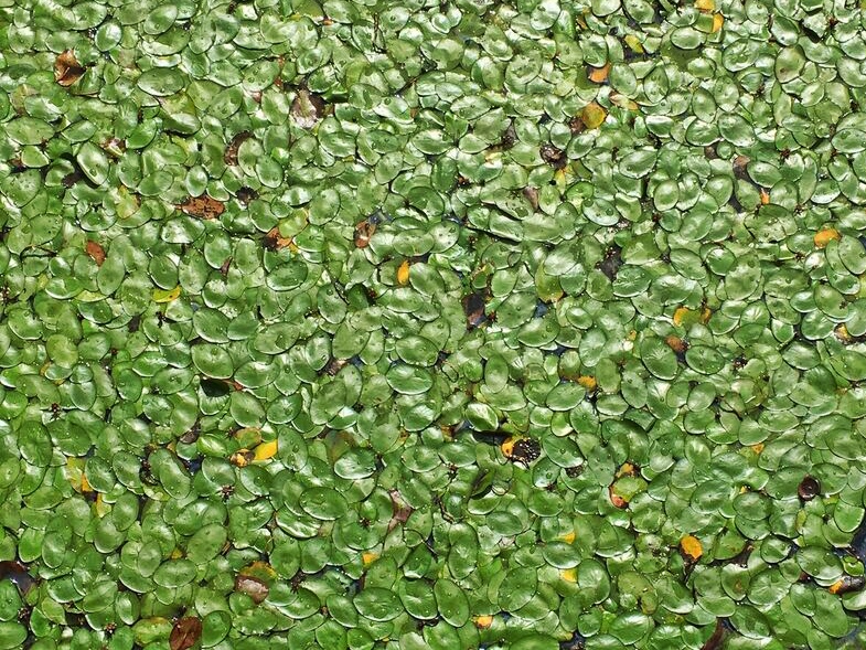 Steigerwald lily pads