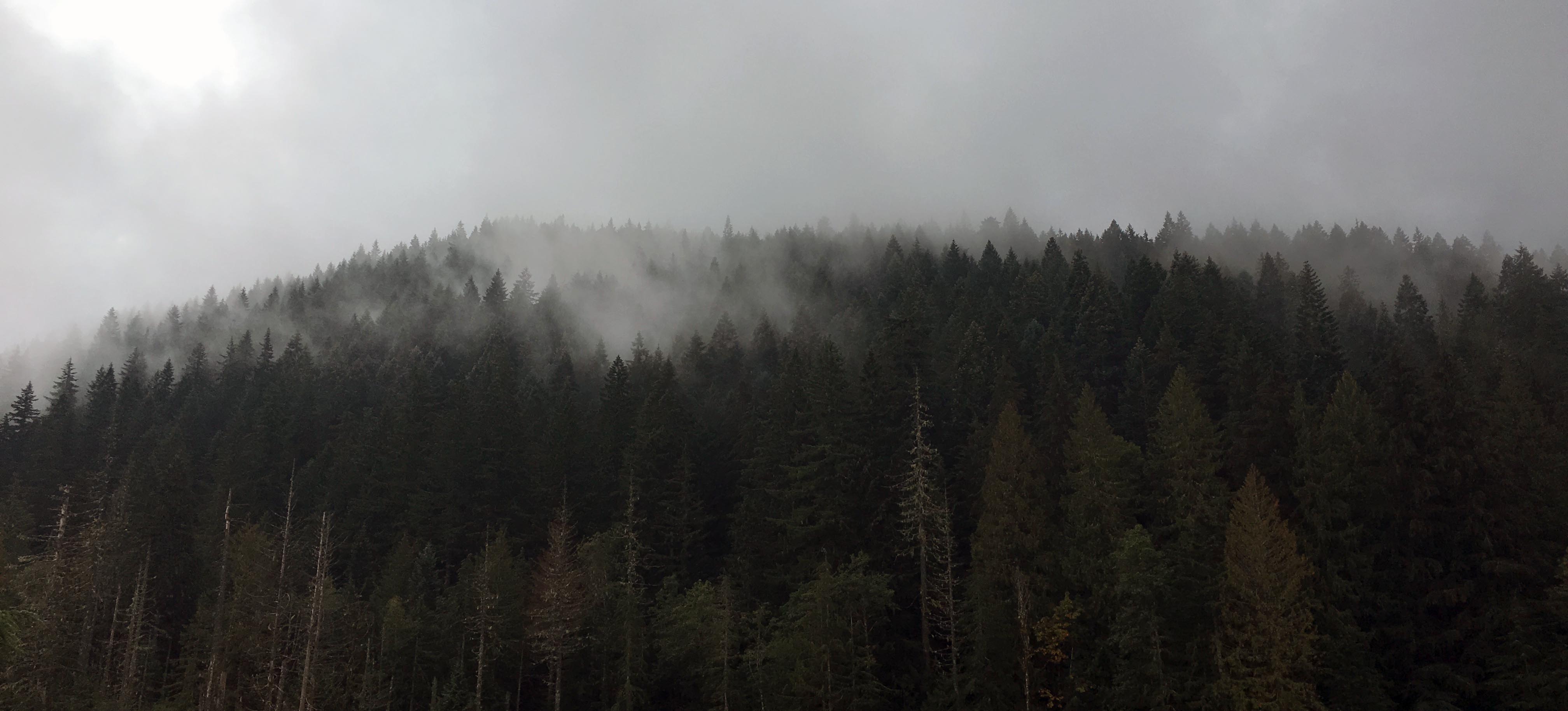 ramona-falls-foggy-view