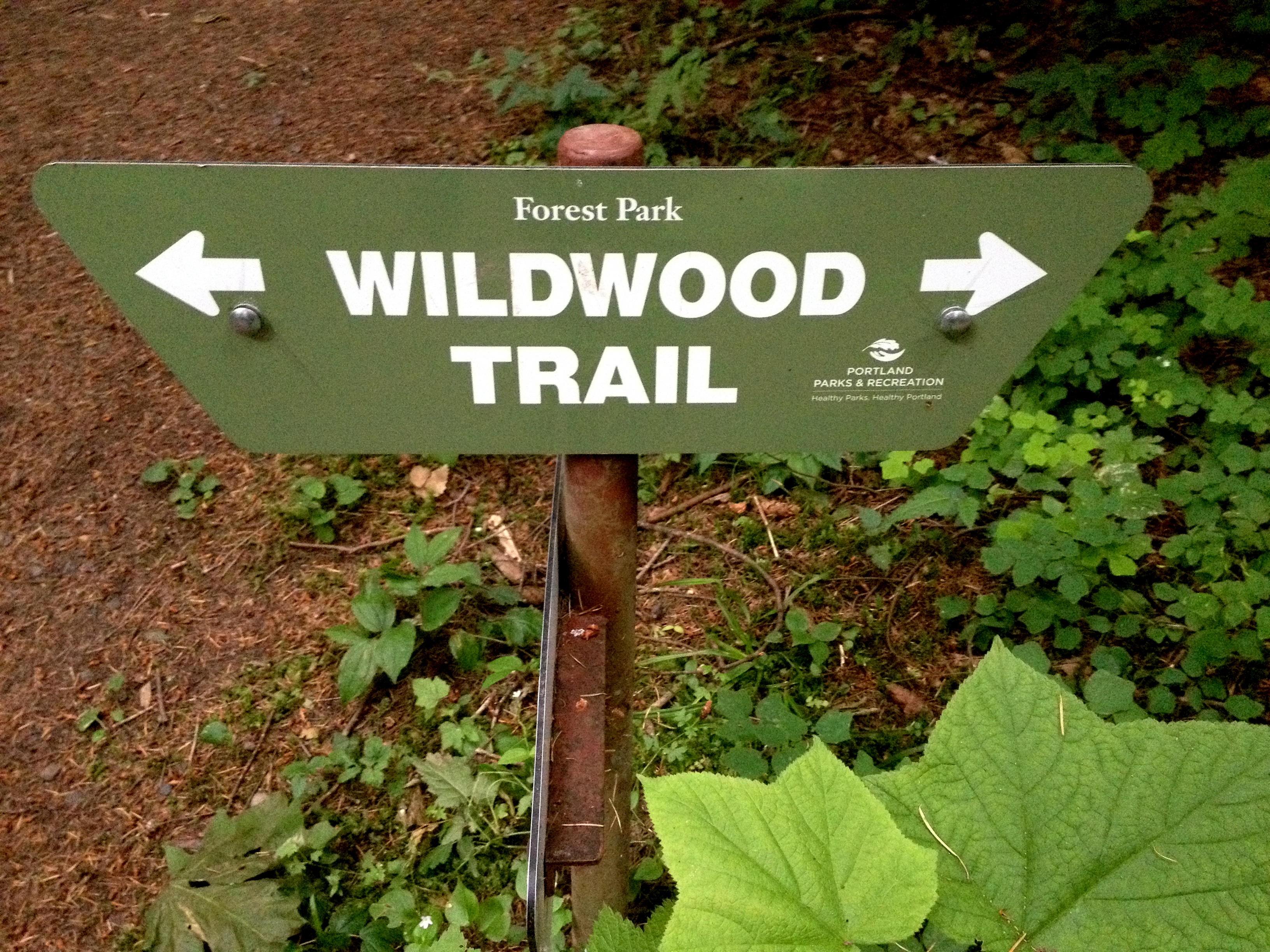 wildwood 1
