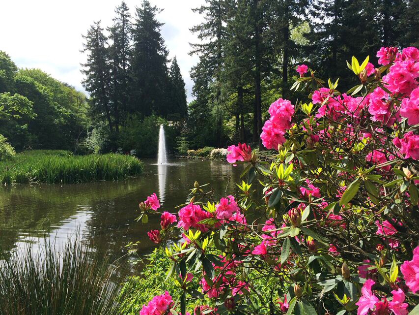 Rhododendron fountain