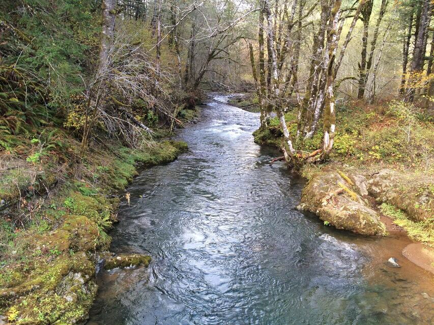 Wilson River creek
